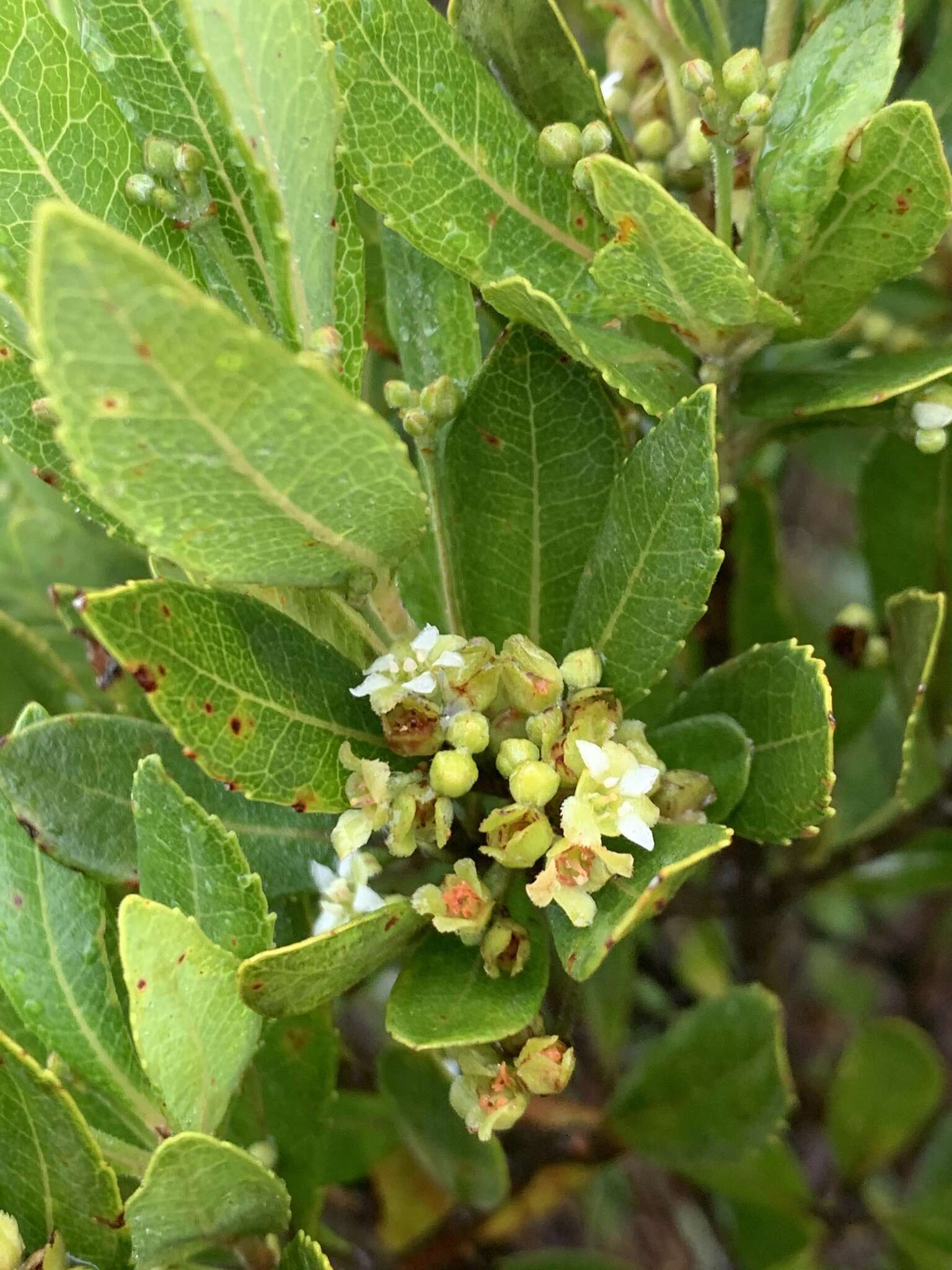 Image of Gerrardina foliosa Oliv.