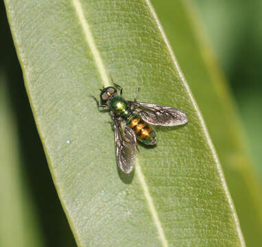 Image of Sargus viridis Say 1823