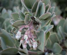 Image de Arctostaphylos canescens subsp. canescens