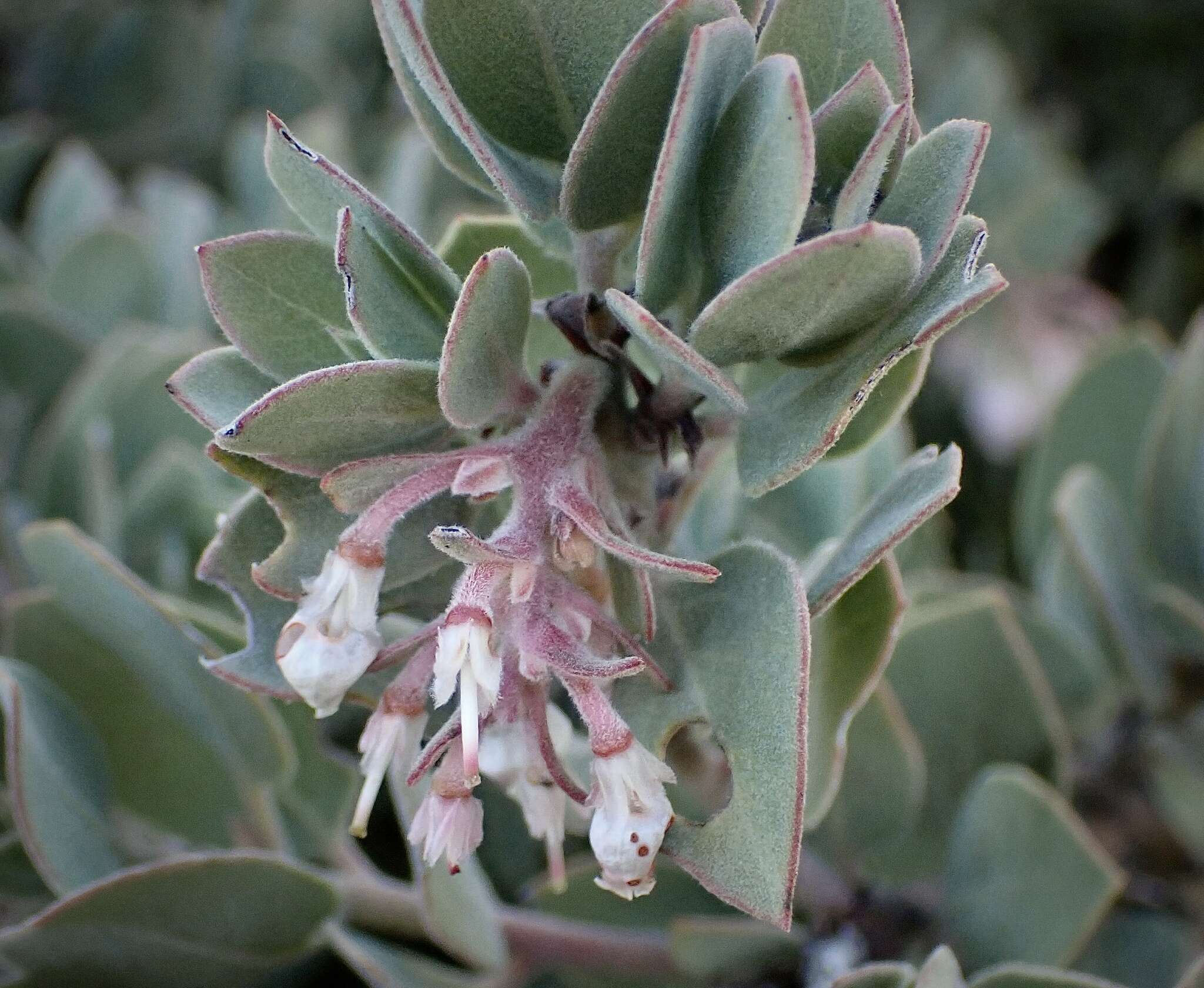 Image of hoary manzanita