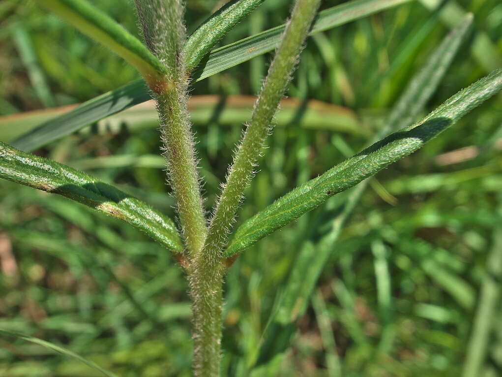 Schizoglossum bidens subsp. hirtum F. K. Kupicha的圖片