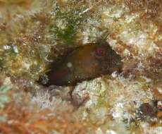 Image of Mystery blenny