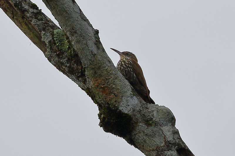 Image of Scaled Woodcreeper