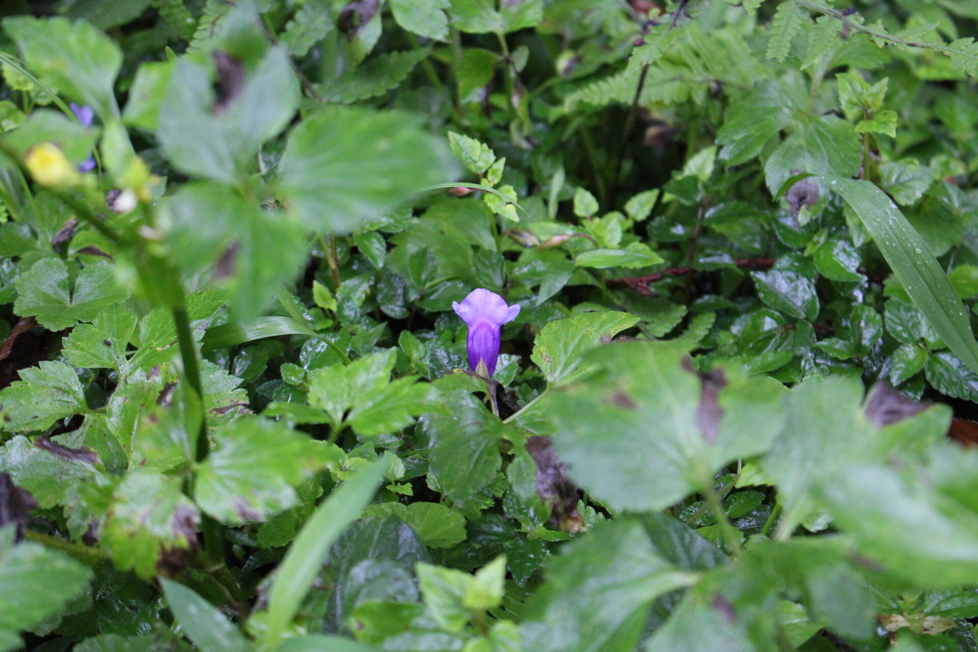 Image of Spotless Violet Torenia