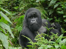 Image of Mountain Gorilla