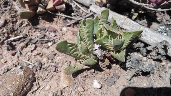 Image of Faucaria felina (Weston) Schwant. & Jacobsen