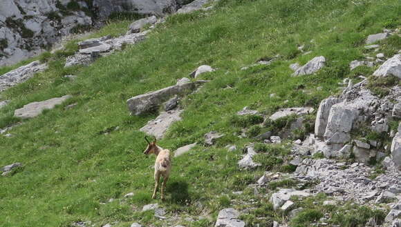 Image of Pyrenean Chamois