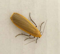 Image of buff footman