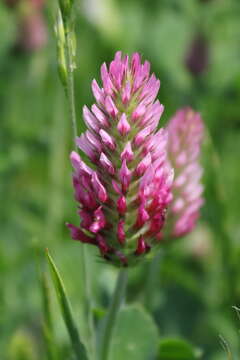 Image of Trifolium incarnatum subsp. molinerii (Hornem.) Syme