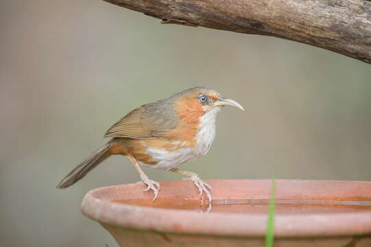 Image of Rusty-cheeked Scimitar Babbler