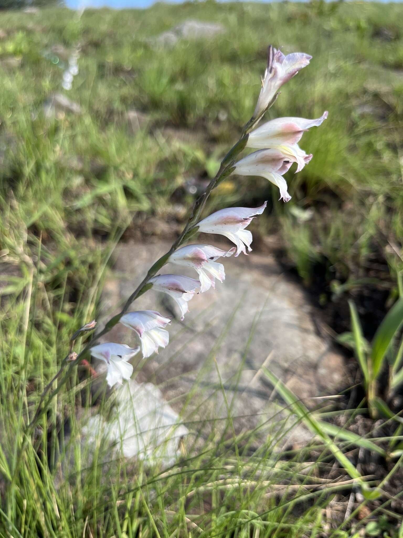 Imagem de Gladiolus inandensis Baker