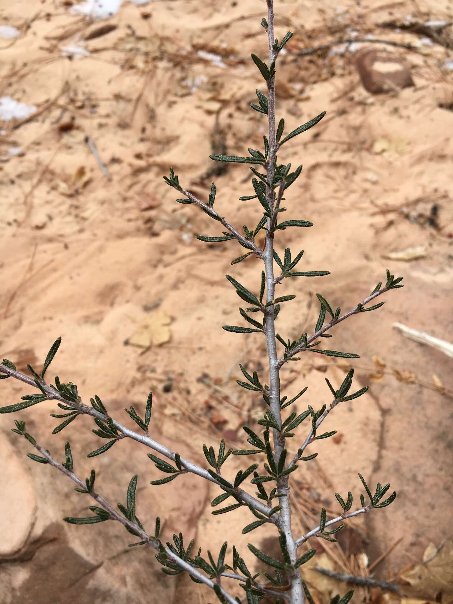 Imagem de Cercocarpus intricatus S. Wats.