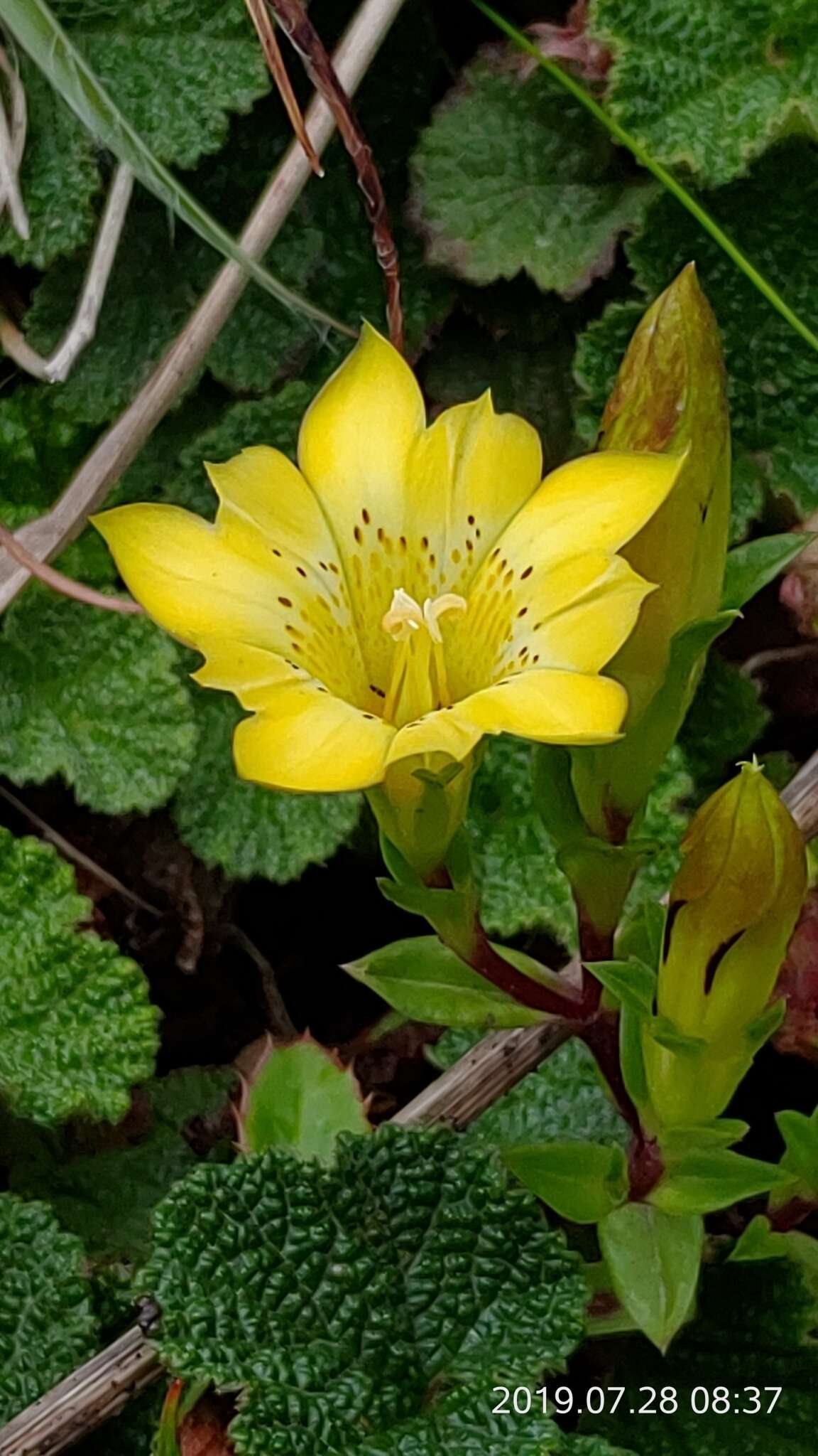 Image of Gentiana scabrida Hayata