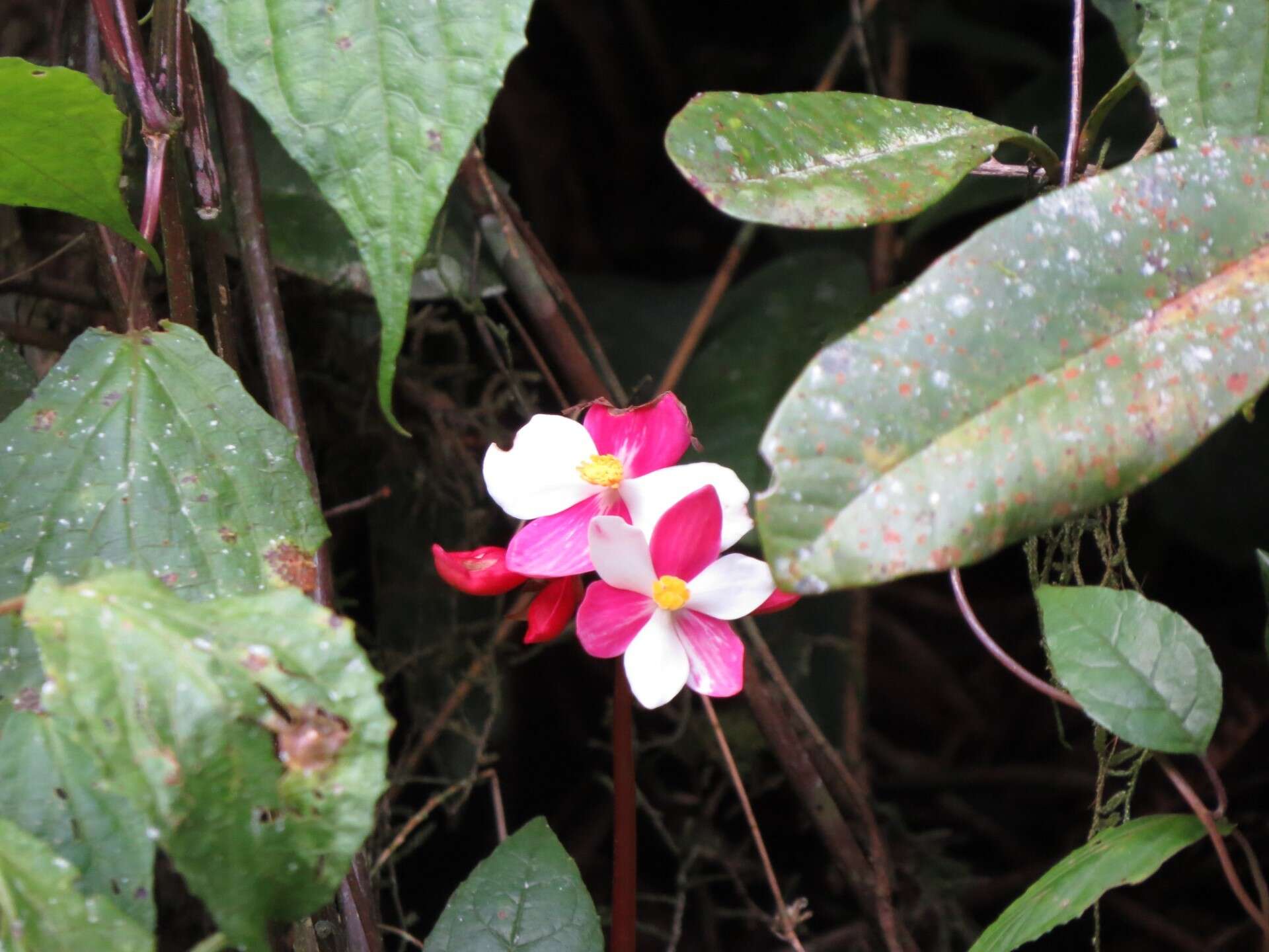 Слика од Begonia betsimisaraka Humbert