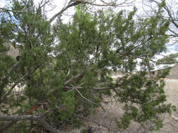 Juniperus coahuilensis (Martínez) Gaussen ex R. P. Adams resmi