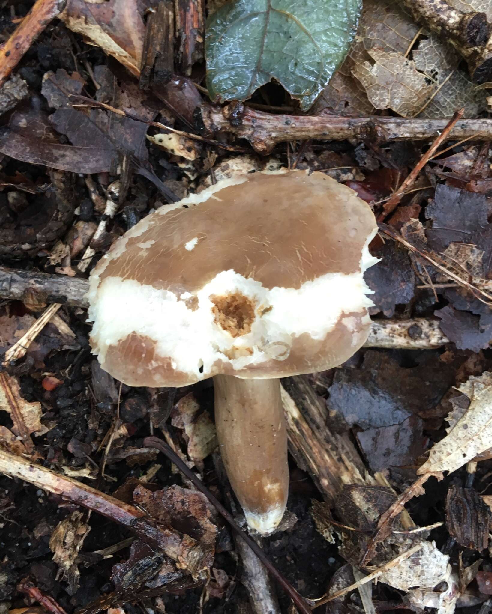 Image of Lactarius gerardii Peck 1873