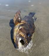 Image of Black-and-yellow rockfish