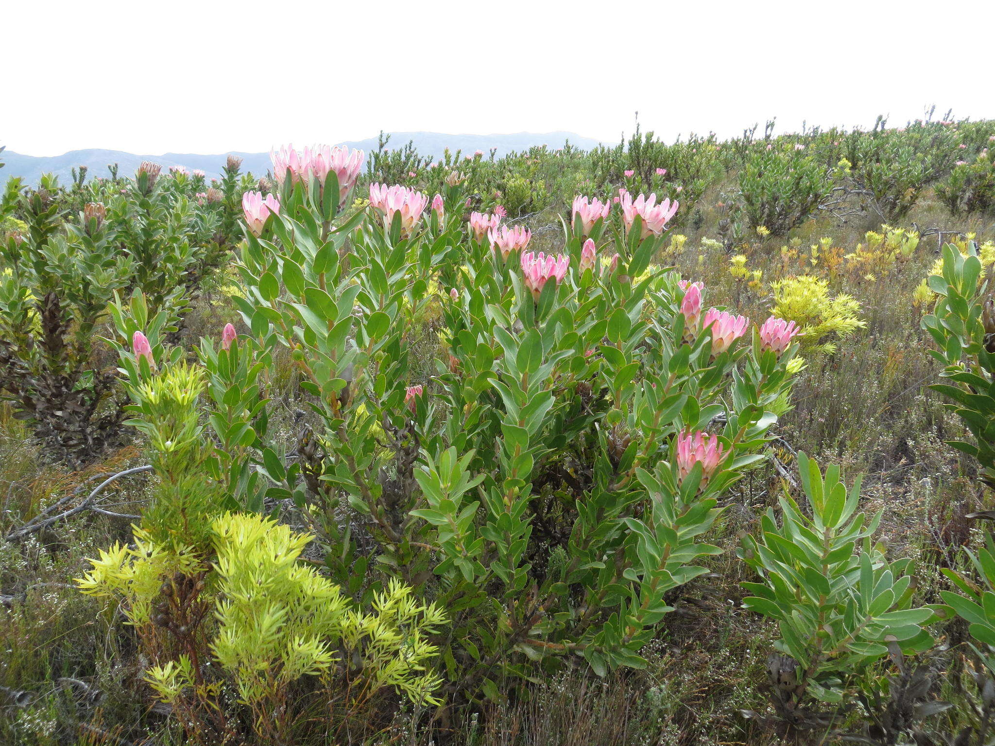 Image of Bot River protea