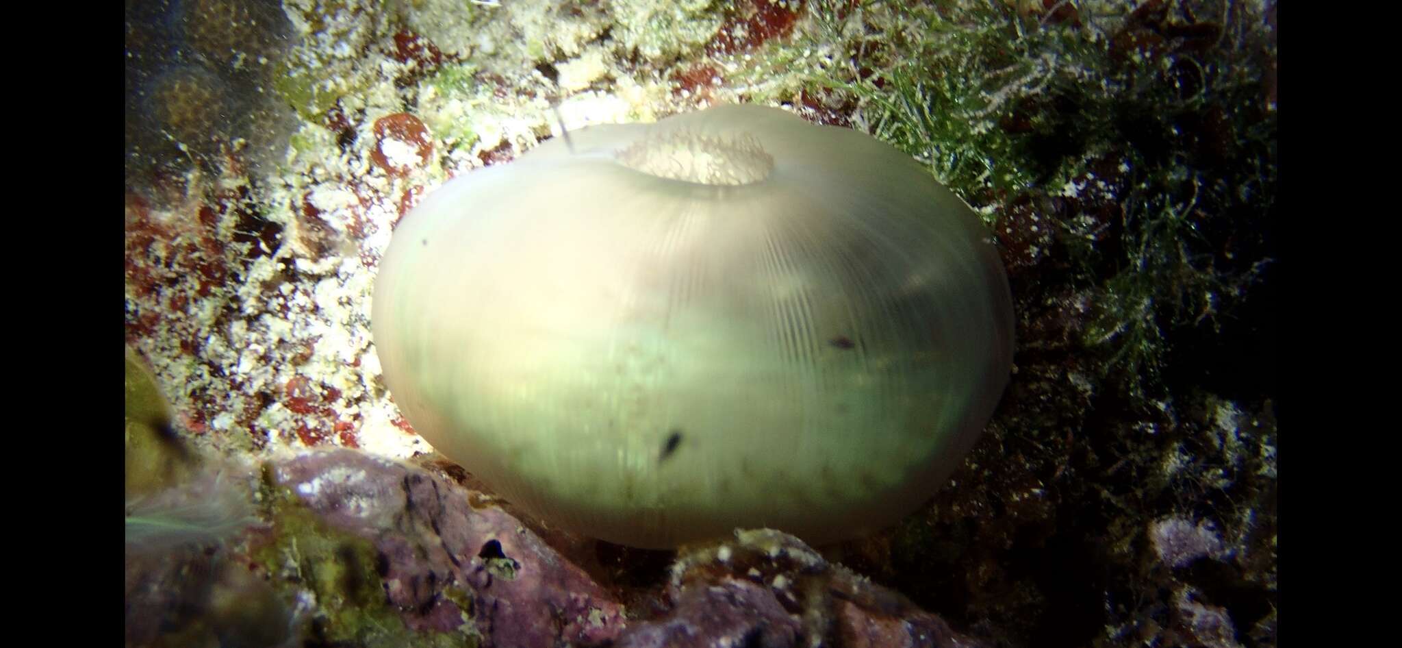 Image of Rhodactis osculifera (Le Sueur 1817)