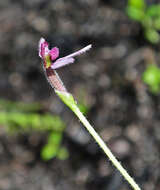 Image of Eriochilus scaber Lindl.