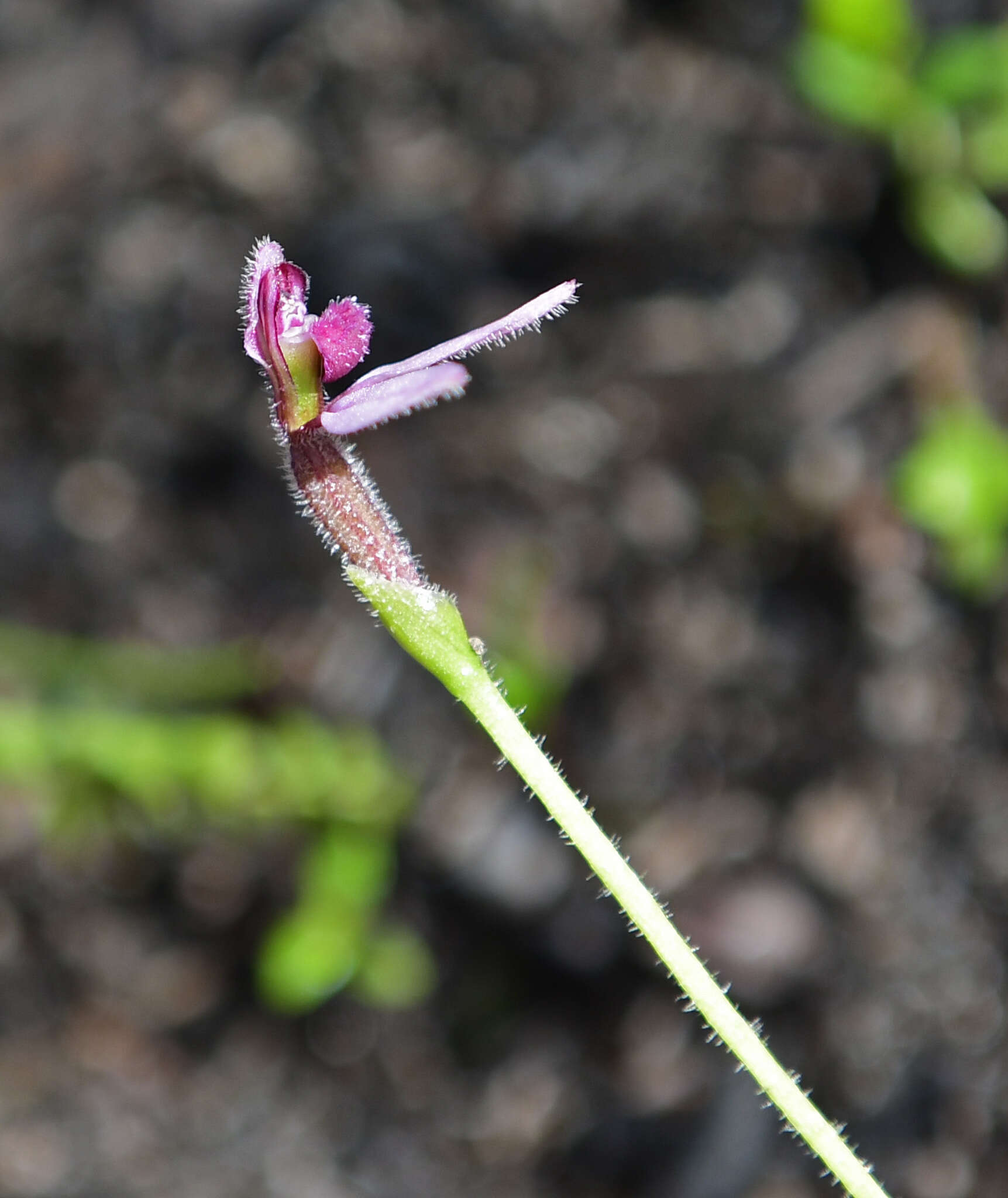 Image of Eriochilus scaber Lindl.