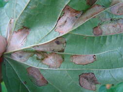 Phyllonorycter issikii (Kumata 1963) resmi