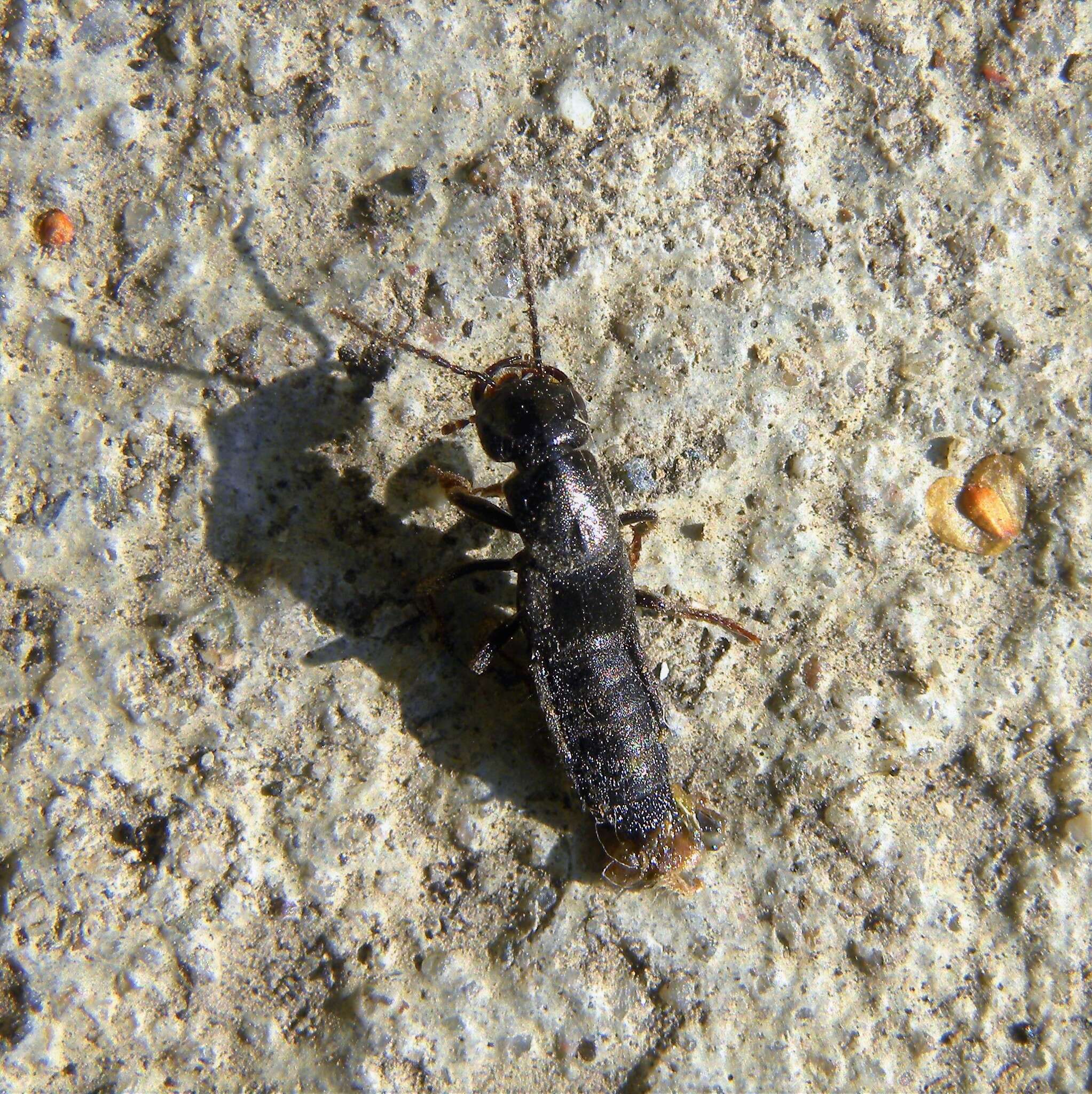 Tasgius (Rayacheila) melanarius (Heer 1839) resmi