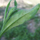 Image of Peronospora asperuginis