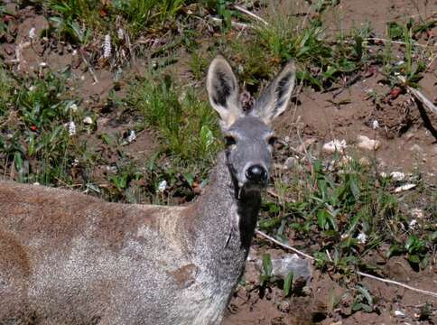 Imagem de Moschus chrysogaster (Hodgson 1839)