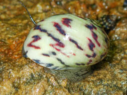 Image of bleeding tooth