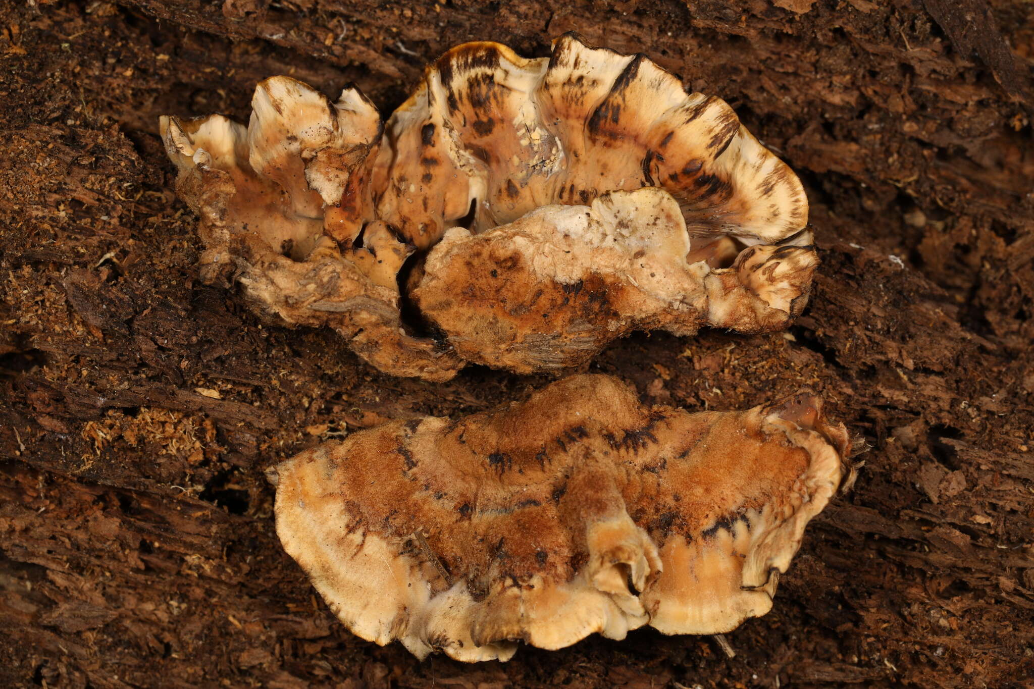 Stereum gausapatum (Fr.) Fr. 1874 resmi