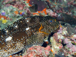 Image of Notchheaded marblefish