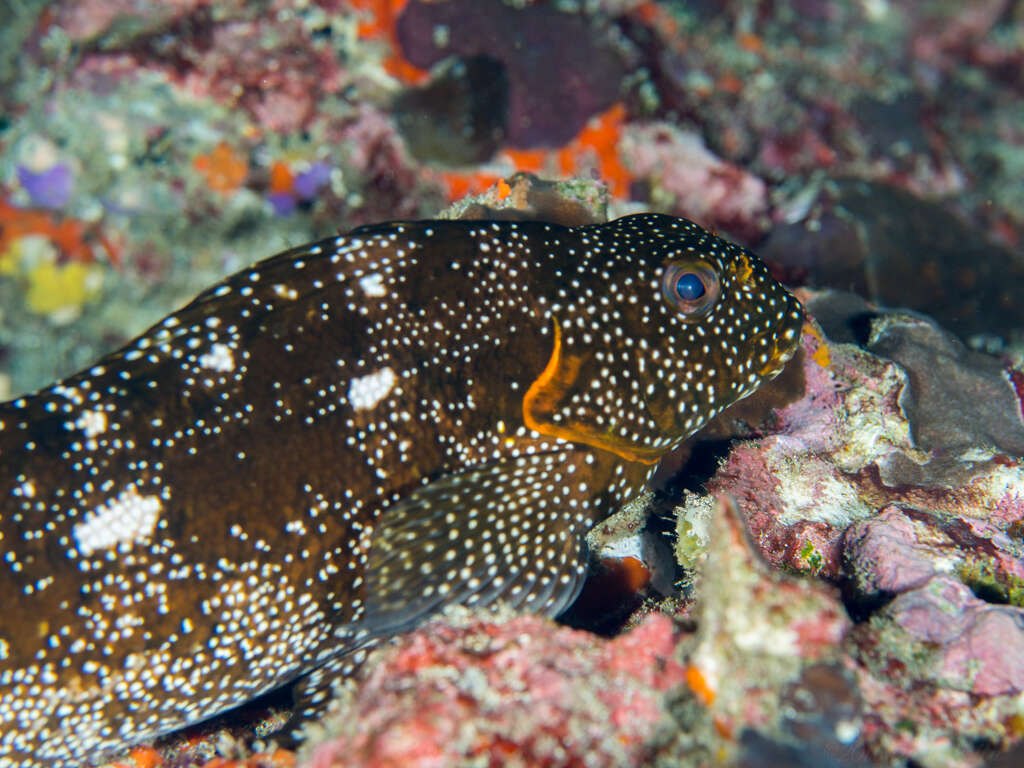 Image of Notchheaded marblefish