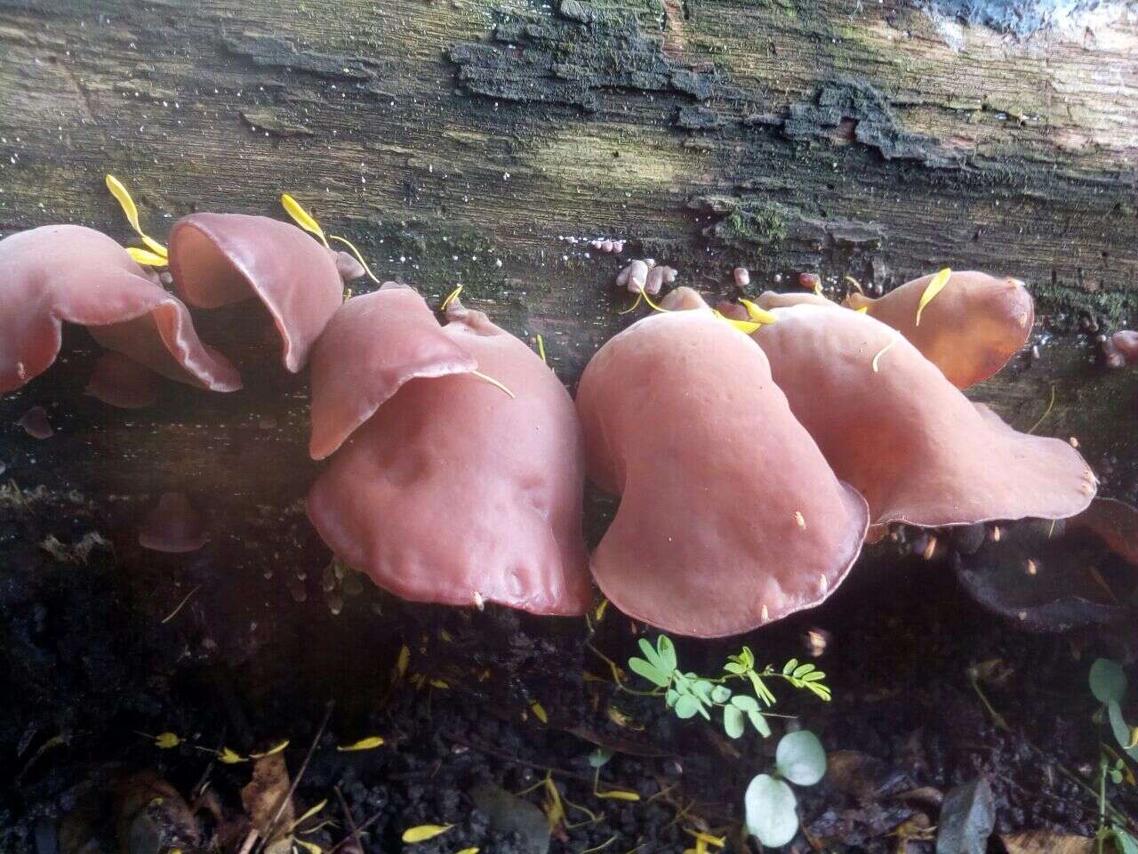 Image de Auricularia fuscosuccinea (Mont.) Henn. 1893