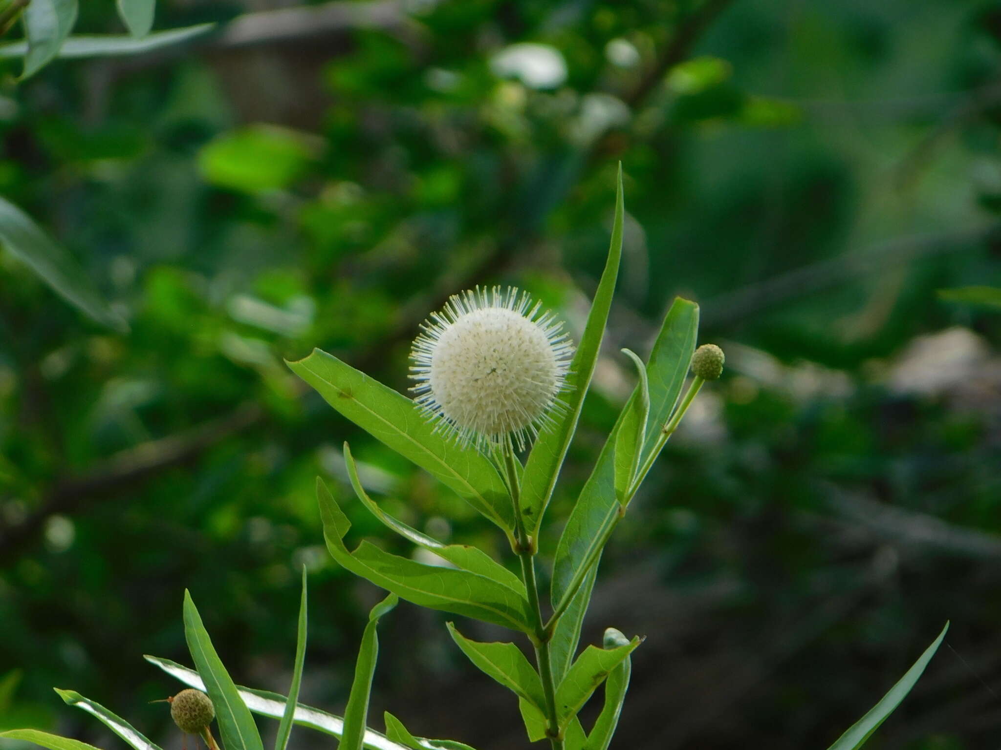 Image of Mexican Buttonbush