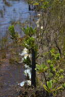 Image of New Caledonia retrophyllum