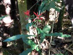 Aphelandra hieronymi Griseb.的圖片