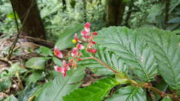 Image of Begonia tonduzii C. DC. ex T. Durand & Pittier