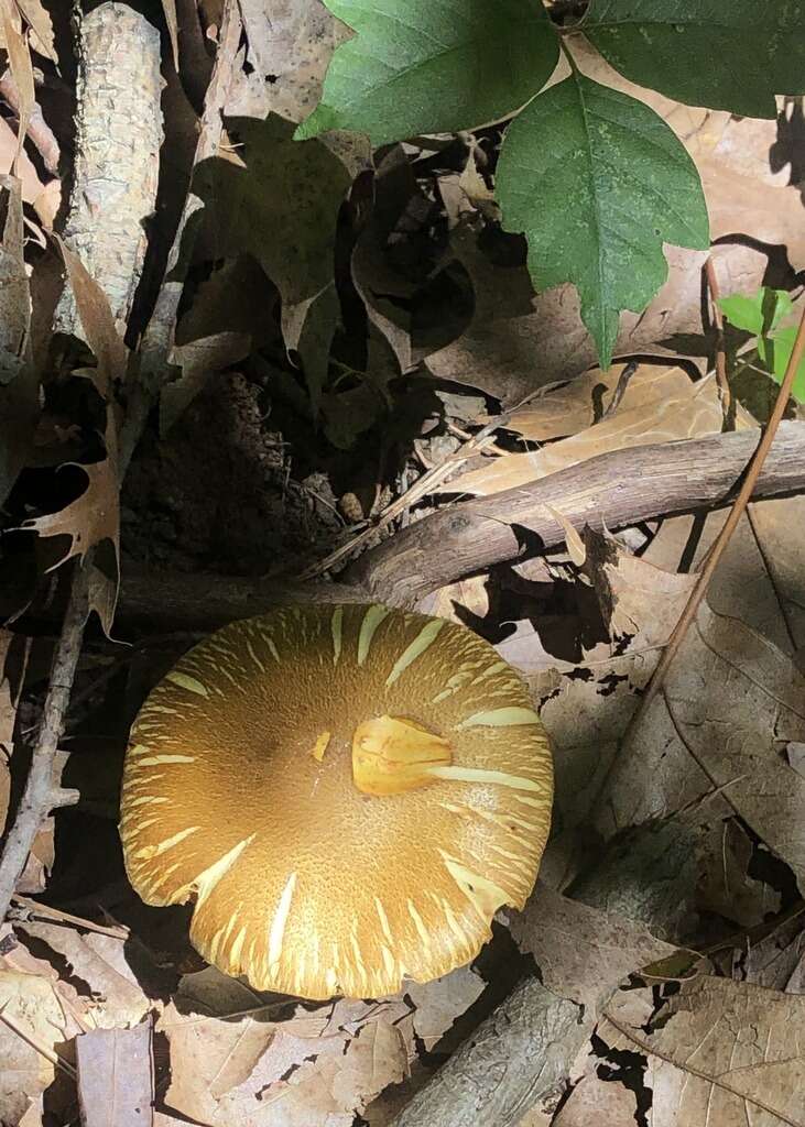 Image of Cortinarius atkinsiae Matheny, Ammirati, Liimat. & Niskanen