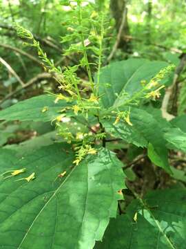 Слика од Collinsonia canadensis L.