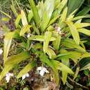 Imagem de Maxillaria eburnea Lindl.