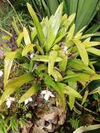 Imagem de Maxillaria eburnea Lindl.