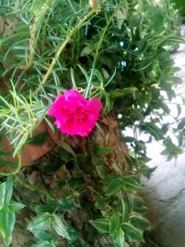 Image of Moss-rose Purslane