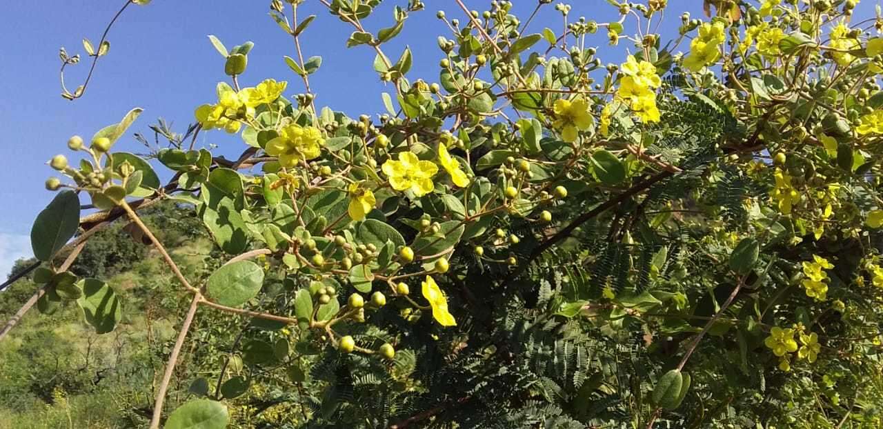 Image of Canary nettle