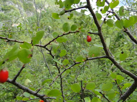 Erythroxylum rotundifolium Lunan的圖片