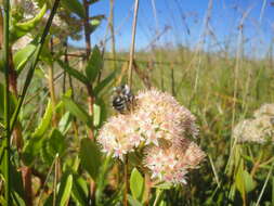 Image of Hylotelephium pallescens (Freyn) H. Ohba