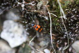 Image of Lebia (Lebia) cruxminor (Linnaeus 1758)