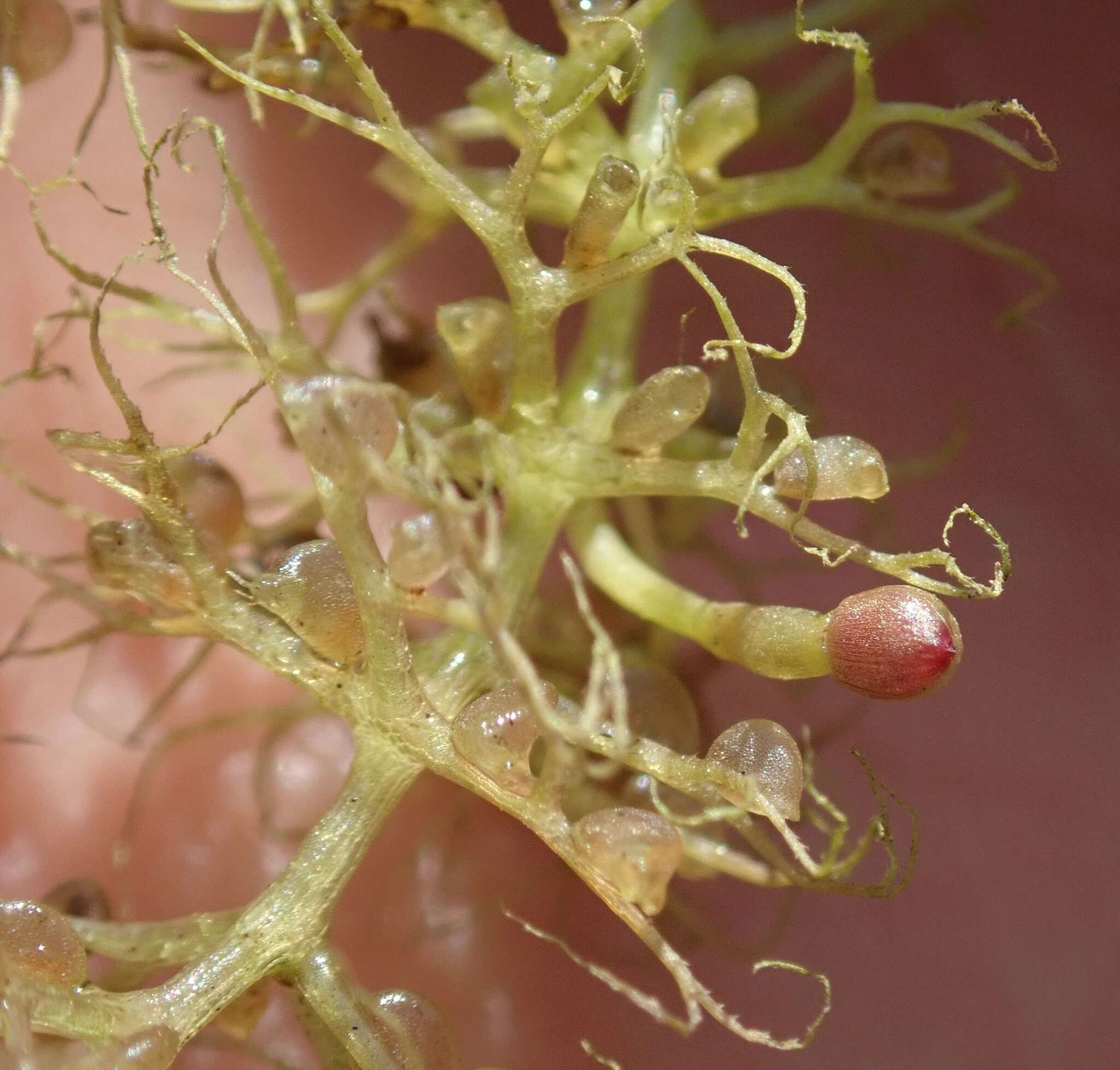 Image of Utricularia raynalii P. Taylor