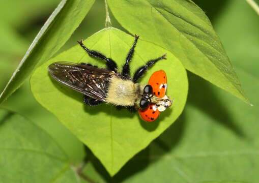 Image of Laphria virginica (Banks 1917)