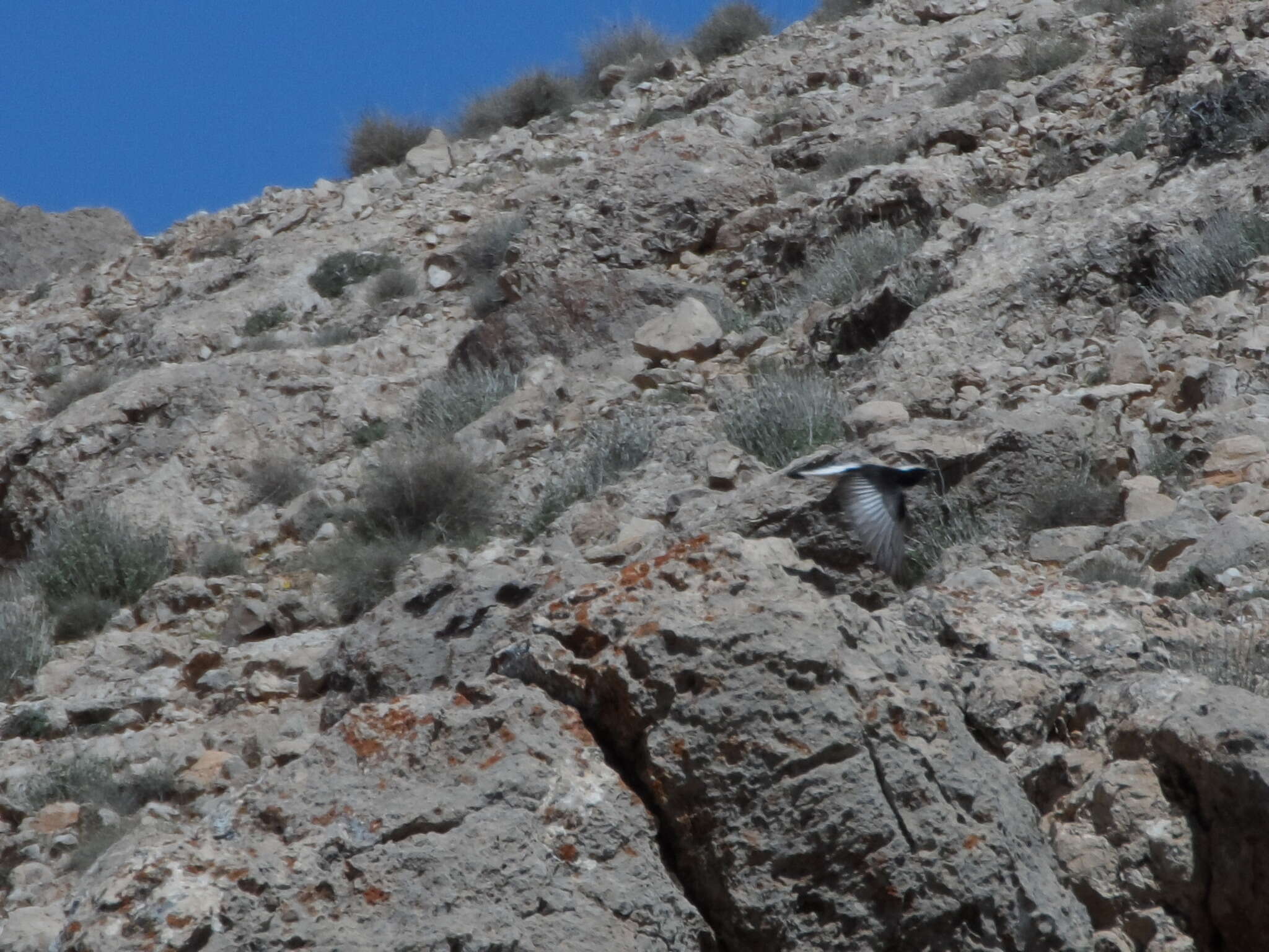 Image of Mourning Wheatear